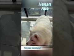 애완동물의 발톱을 어떻게 붕대해야 할까요?